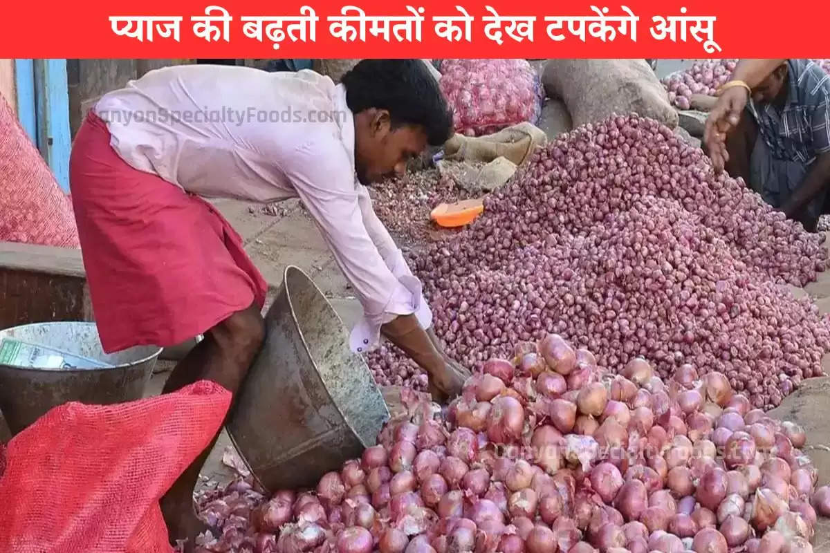 onion-price-today