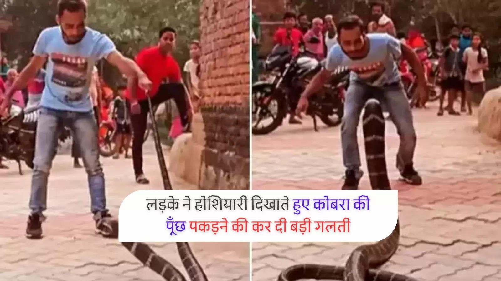 man-catches-king-cobra