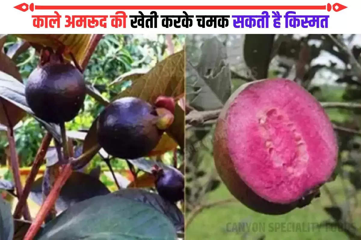 benefits of black guava