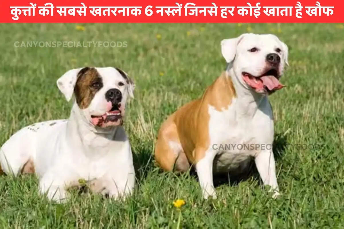 most-dangerous-breeds-of-dogs-in-india