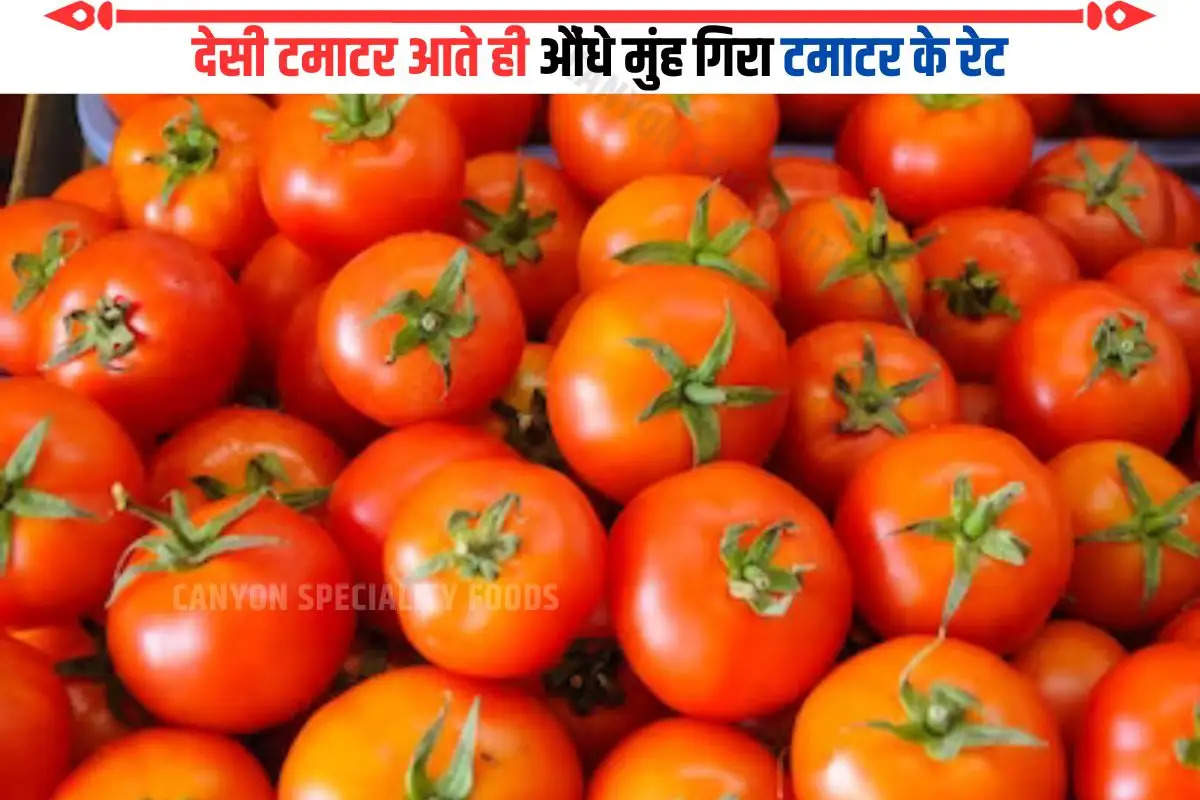 tomato-price