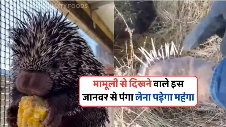 Porcupine Twitter Viral Video