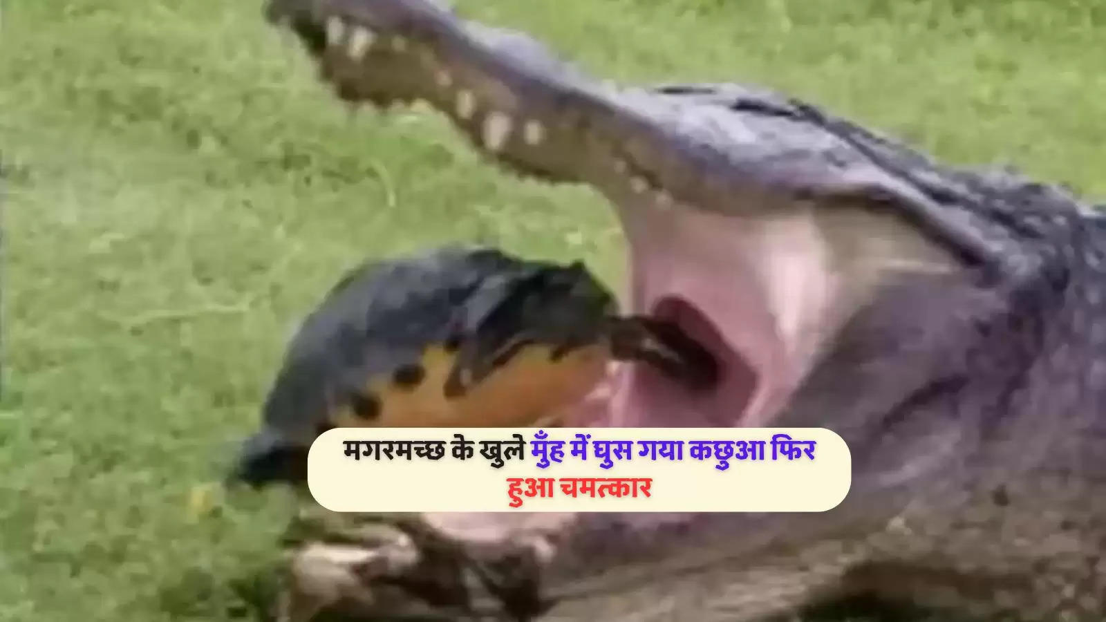 crocodile-failed-to-hunt