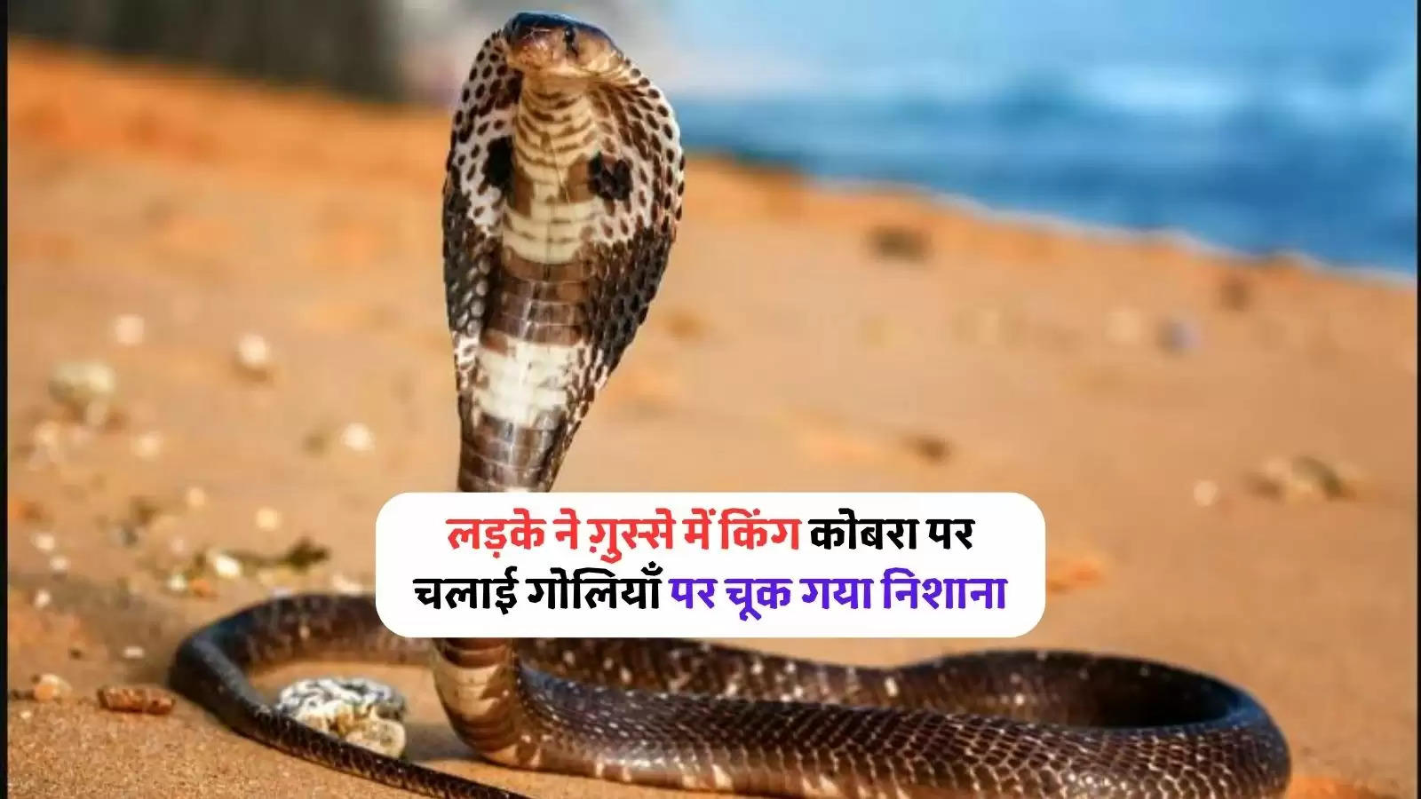 Cobra Snake Viral Video