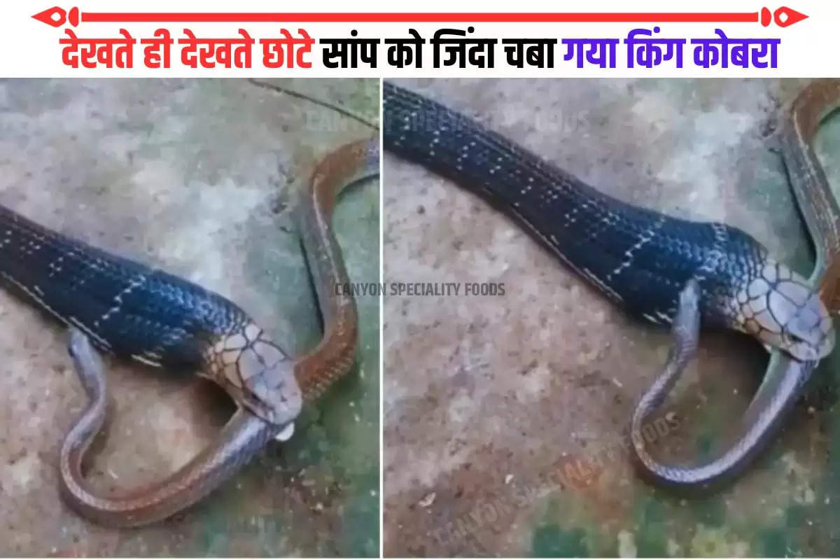 Cobra Eating Snake