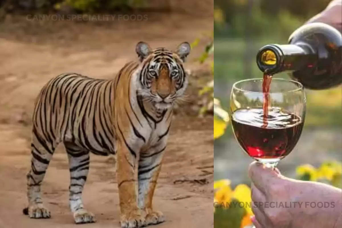 wine-made-from-tiger-private-parts