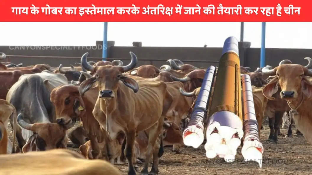 can cow dung be used as fuel