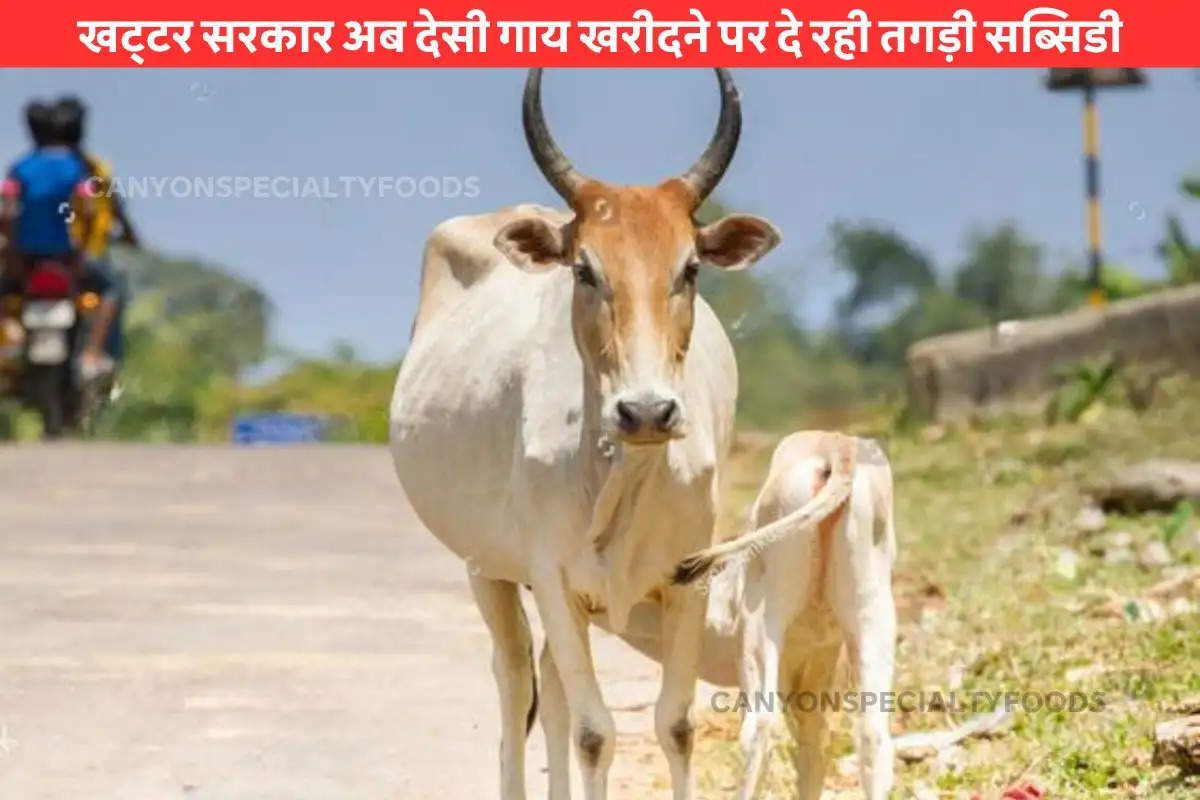 subsidy on cow farming (1)