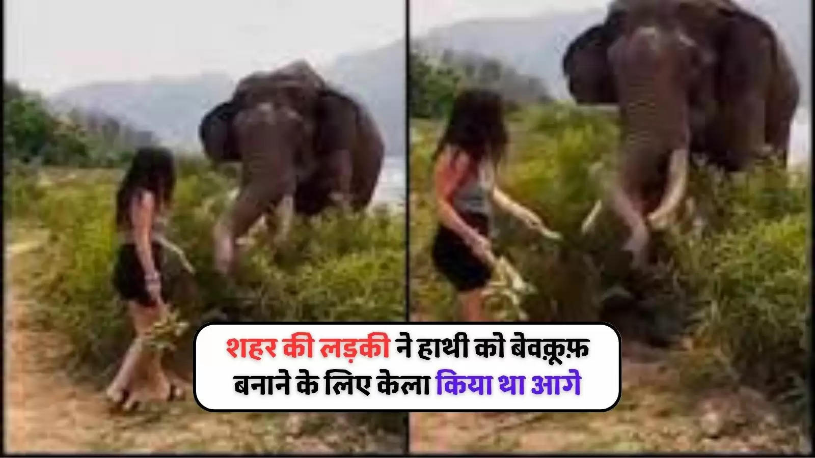 elephant attack girl