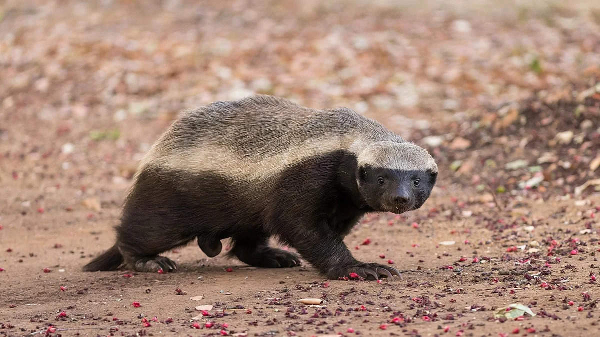 Honey-Badger