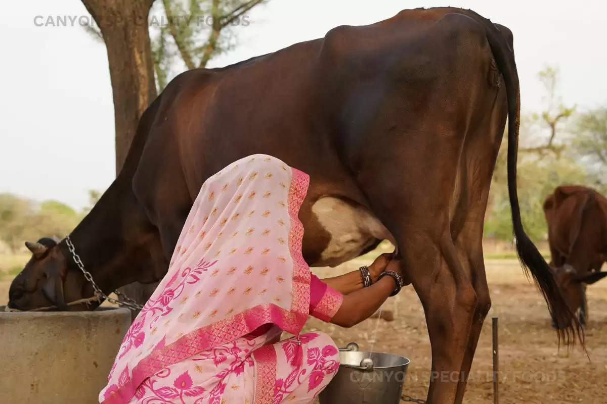 Haryana Pashu Bima