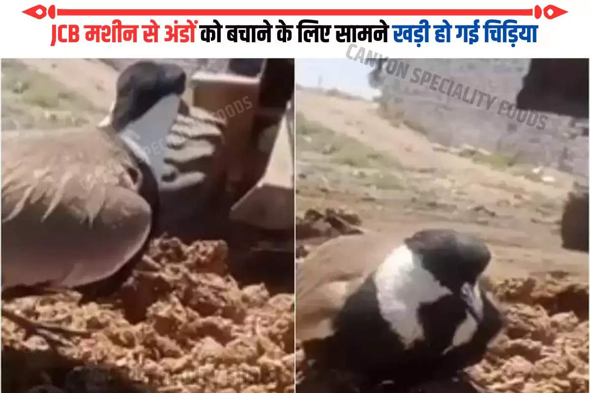 JCB मशीन से अंडों को बचाने के लिए सामने खड़ी हो गई चिड़िया