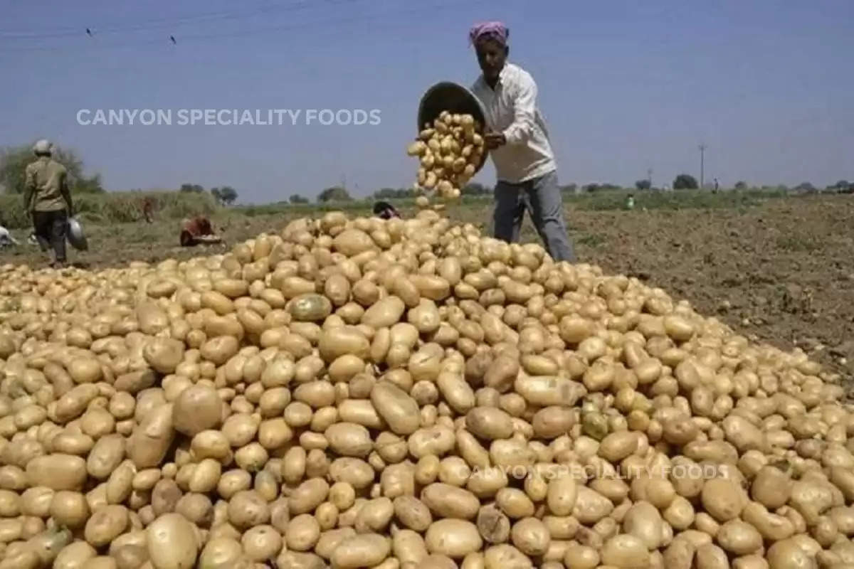 good-news-potato-prices-in-west-bengal