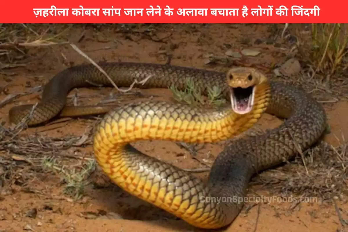 cobra-not-only-kills-but-also-saves-lives