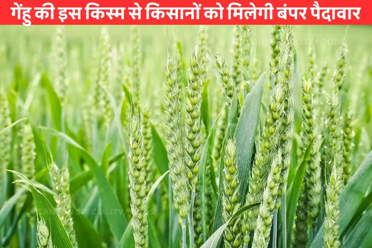 wheat,Wheat New Varity,Wheat Variety 1227,Wheat Variety 322,Wheat Varity