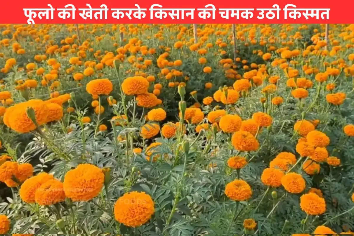 kannauj-farmers-are-turning-towards-flower-farming