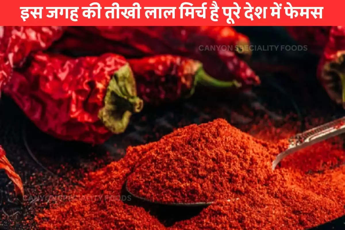 Bikaner Famous Red Chilli