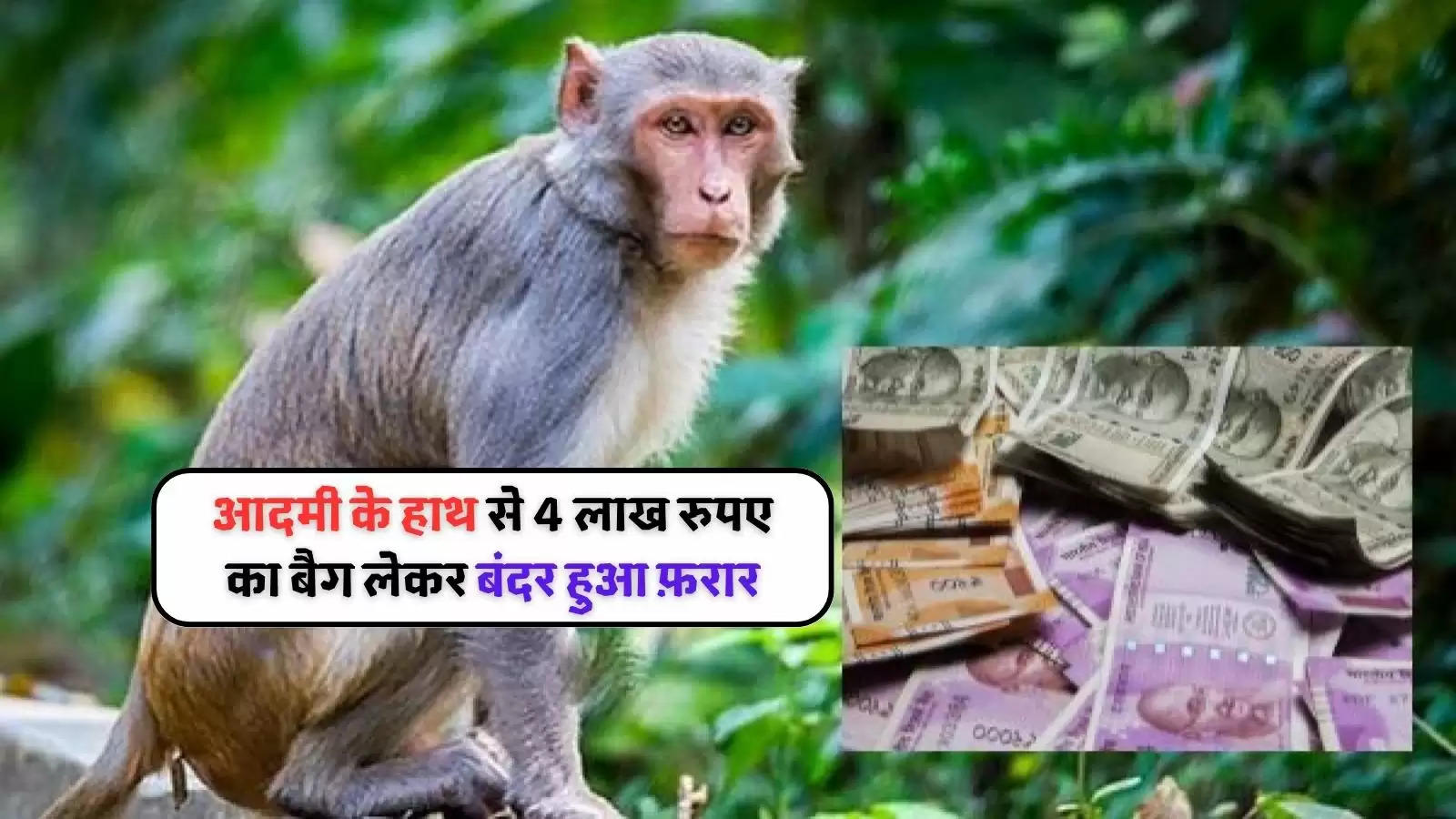 monkey-loot-four-lakh (1)
