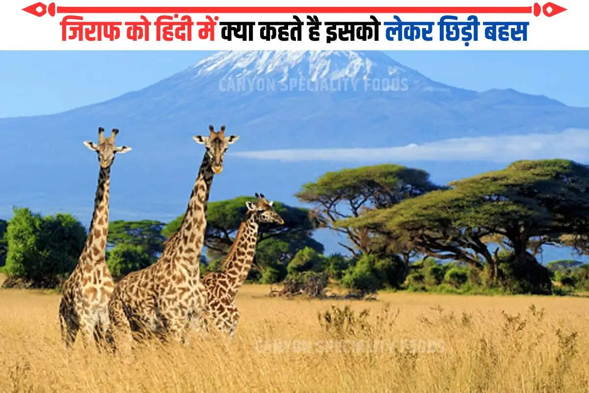 what giraffe called in hindi