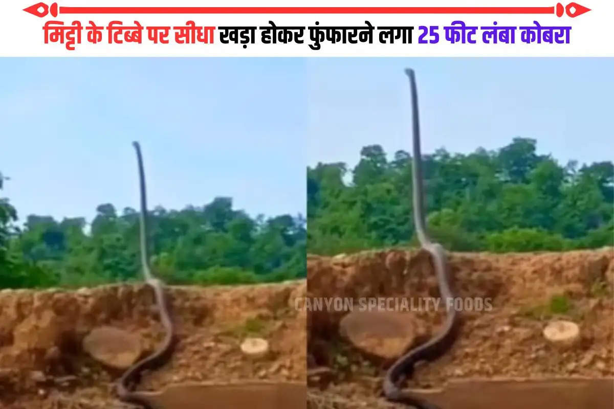 king cobra standing on tail