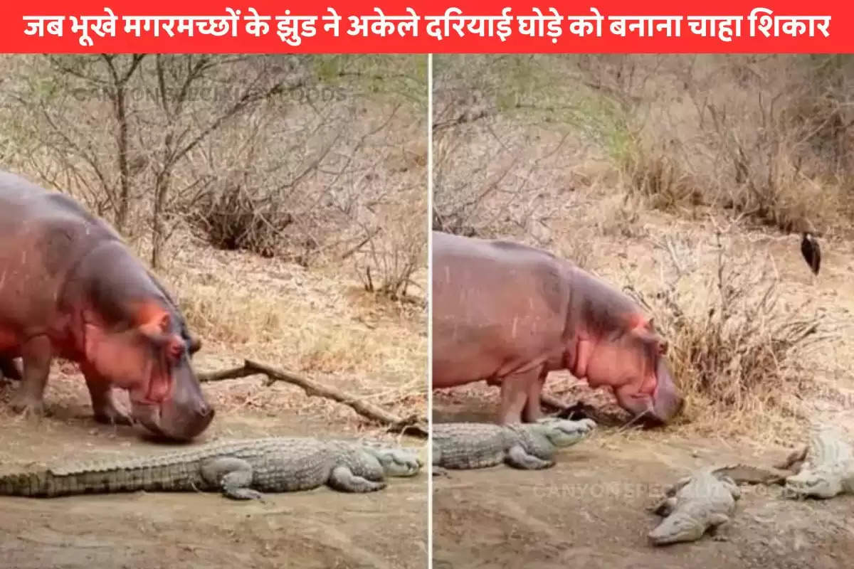 hippo-walks-into-a-herd-of-crocodile