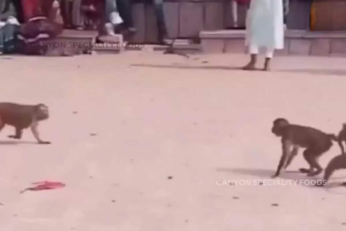 seen-monkeys-playing-kabaddi