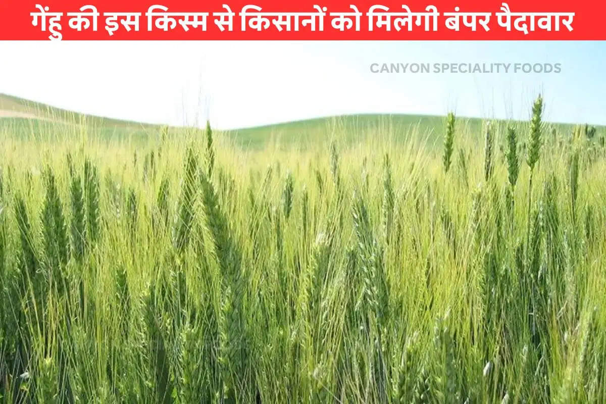 variety-of-wheat-yield-of-40-quintals