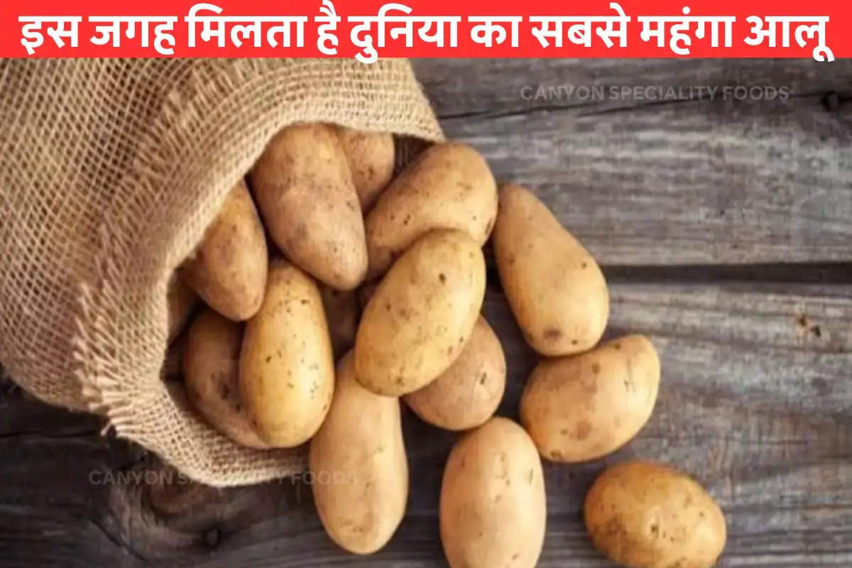 buy-these-potatoes-at-market-rate