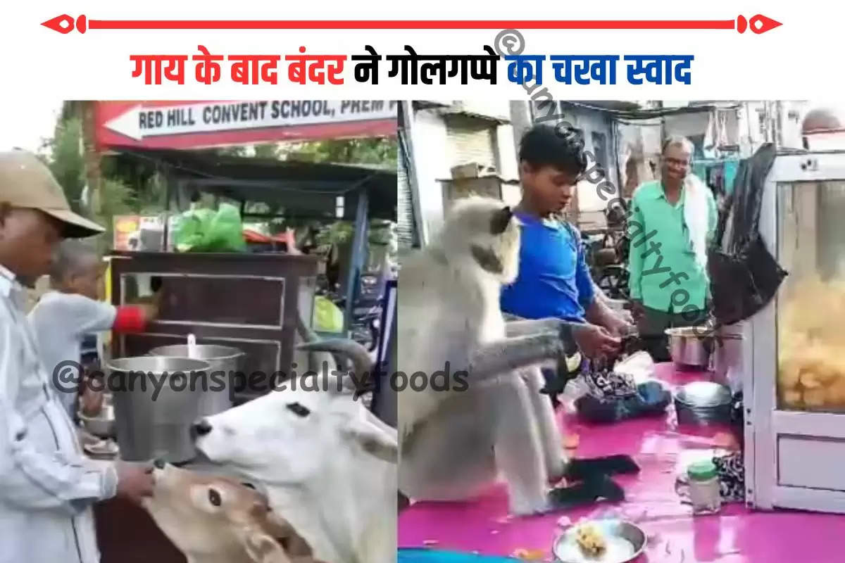 गाय के बाद बंदर ने गोलगप्पे का चखा स्वाद