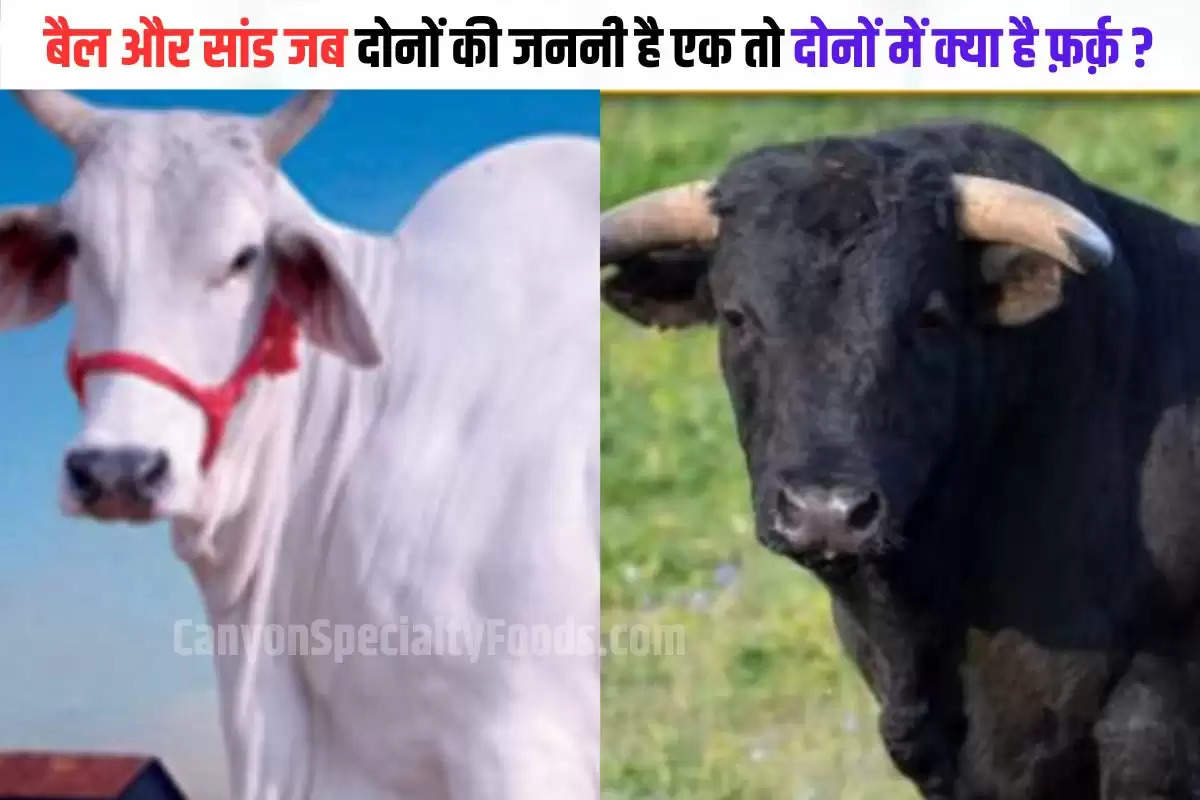 difference between ox and bull 