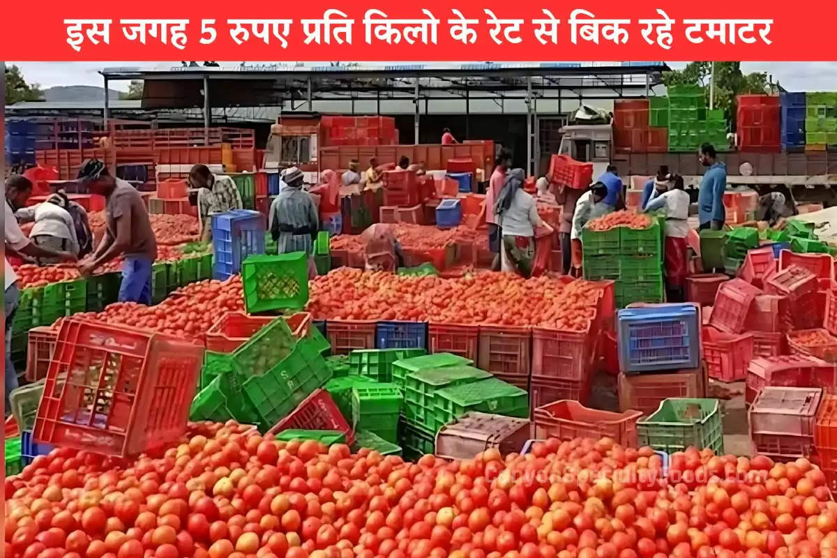 tomato-farmers-in-andhra-pradesh