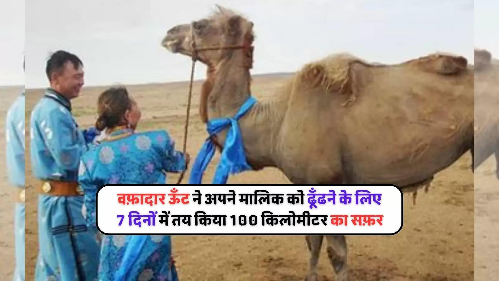 camel-walks-over-100-km