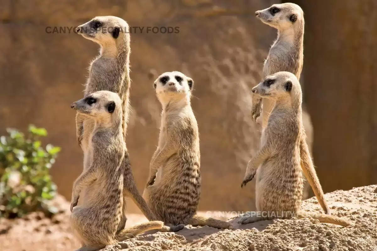 meerkats-by-which-king-cobra-fears