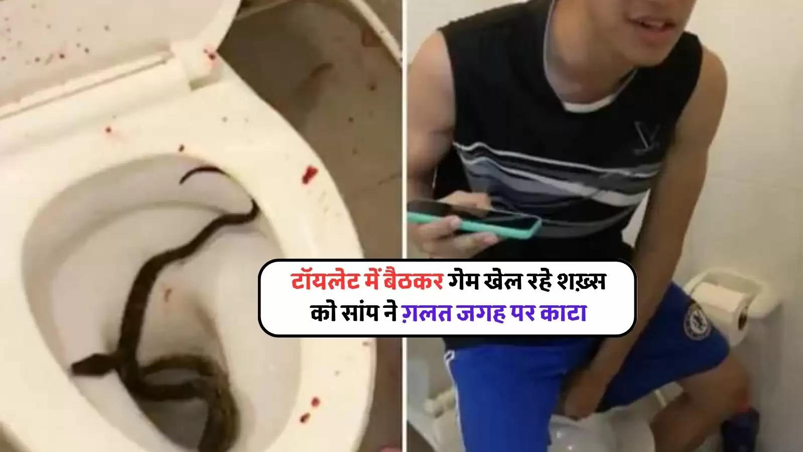 snake attacked on man in toilet