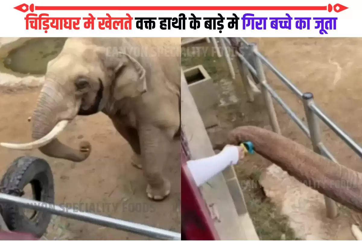 Elephant Returning A Child Shoe At Zoo