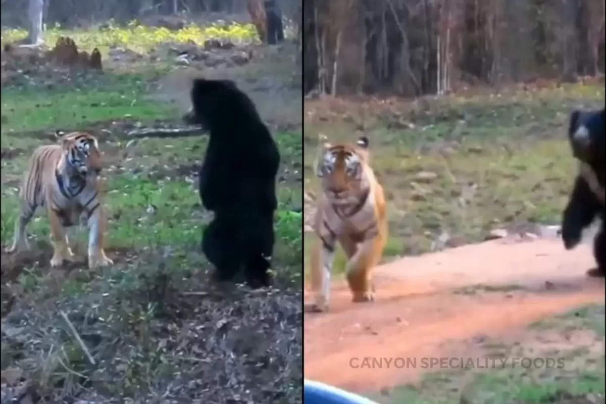 Bear and tight fight