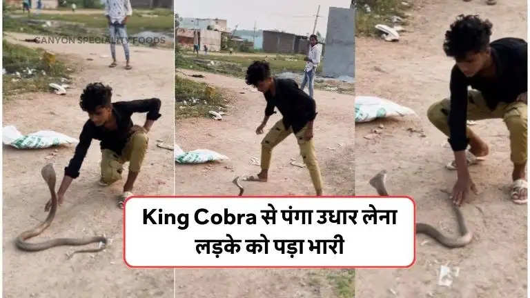 king-cobra-ko-ched-raha-tha-sakhs-king-kobra