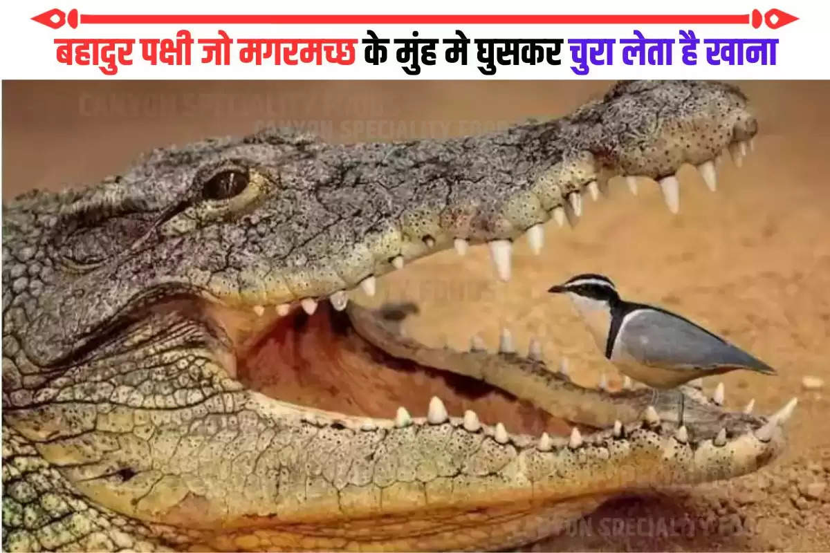 dentist of crocodile