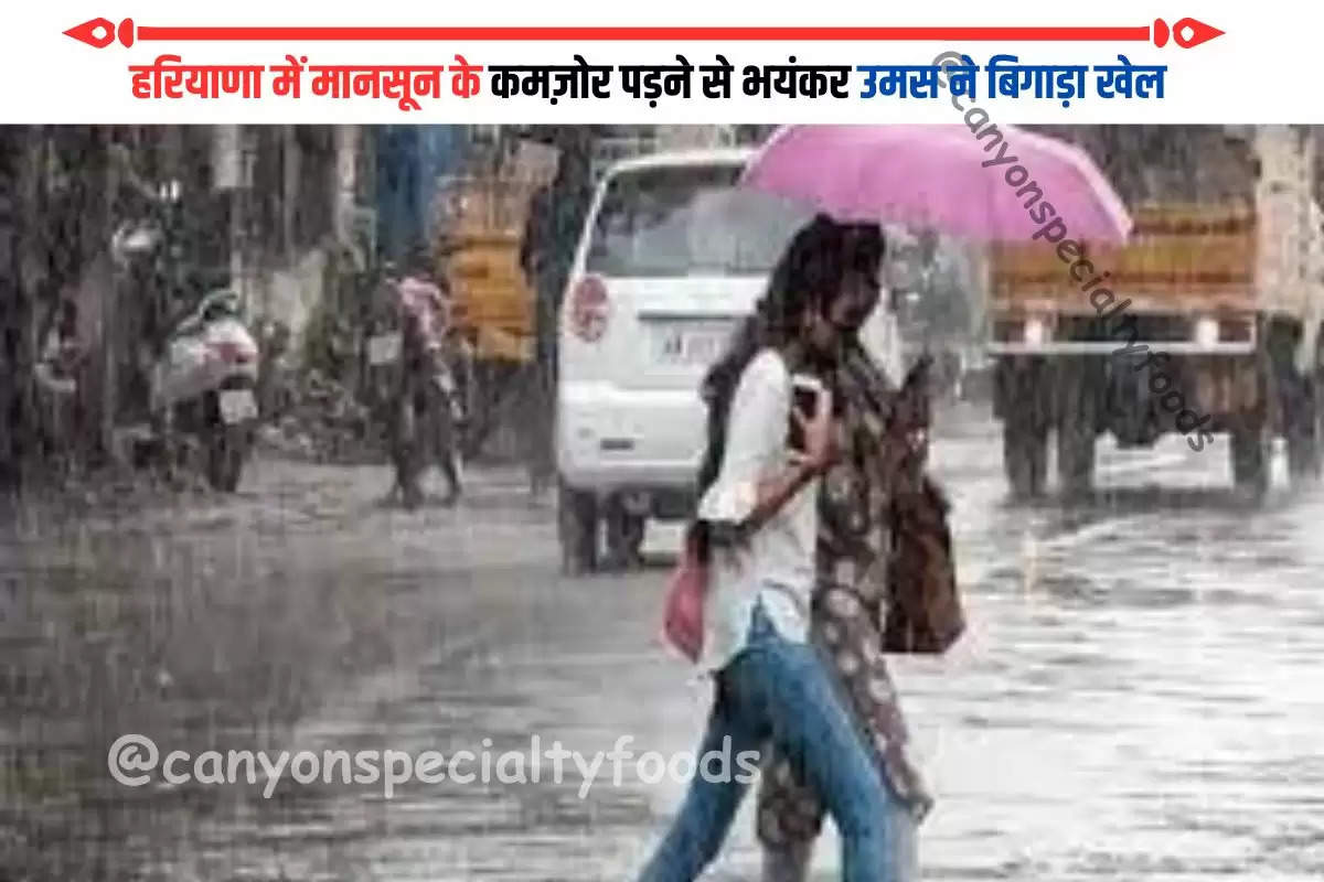 monsoon-once-again-weak-in-haryana-read-the-latest-updates-of-the-meteorological-departmen