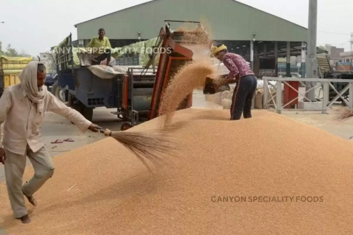 wheat-procurement-will-start-in-haryana