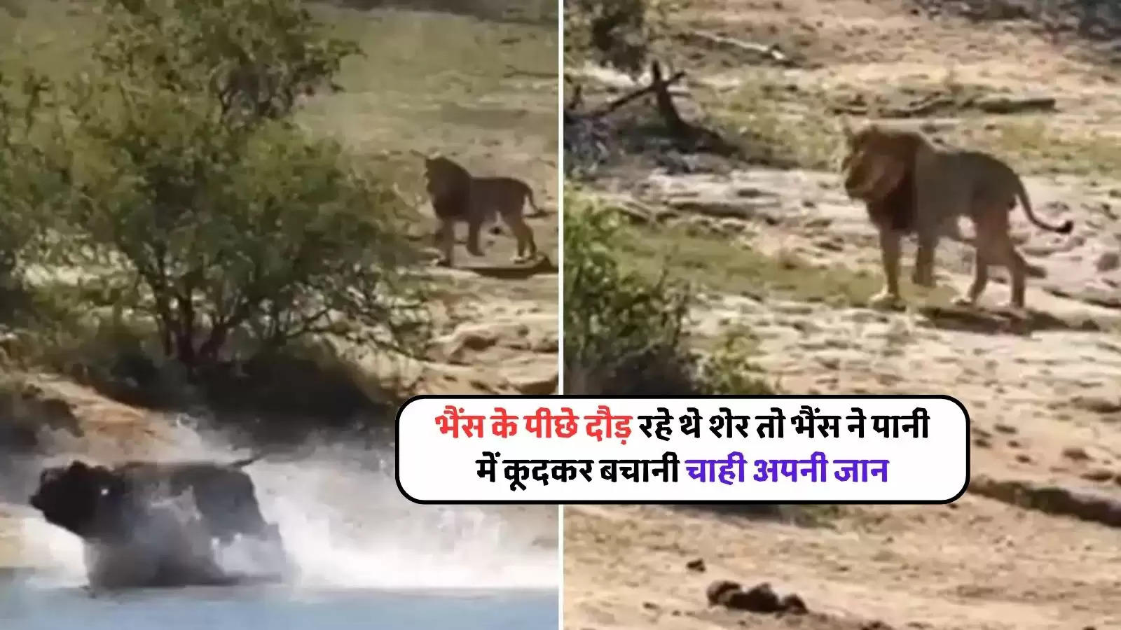 lion attack video (1)