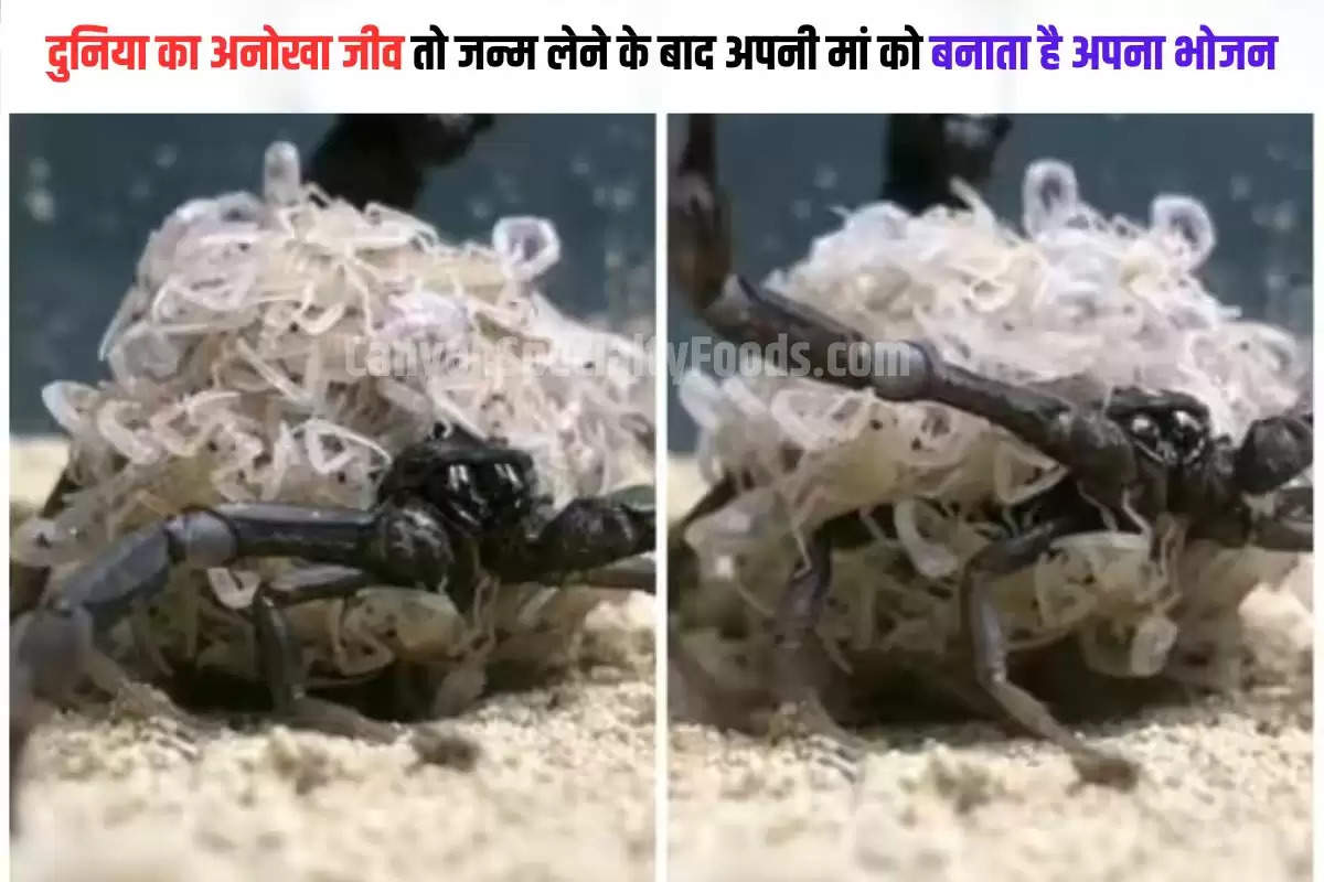 Shocking Video of scorpion