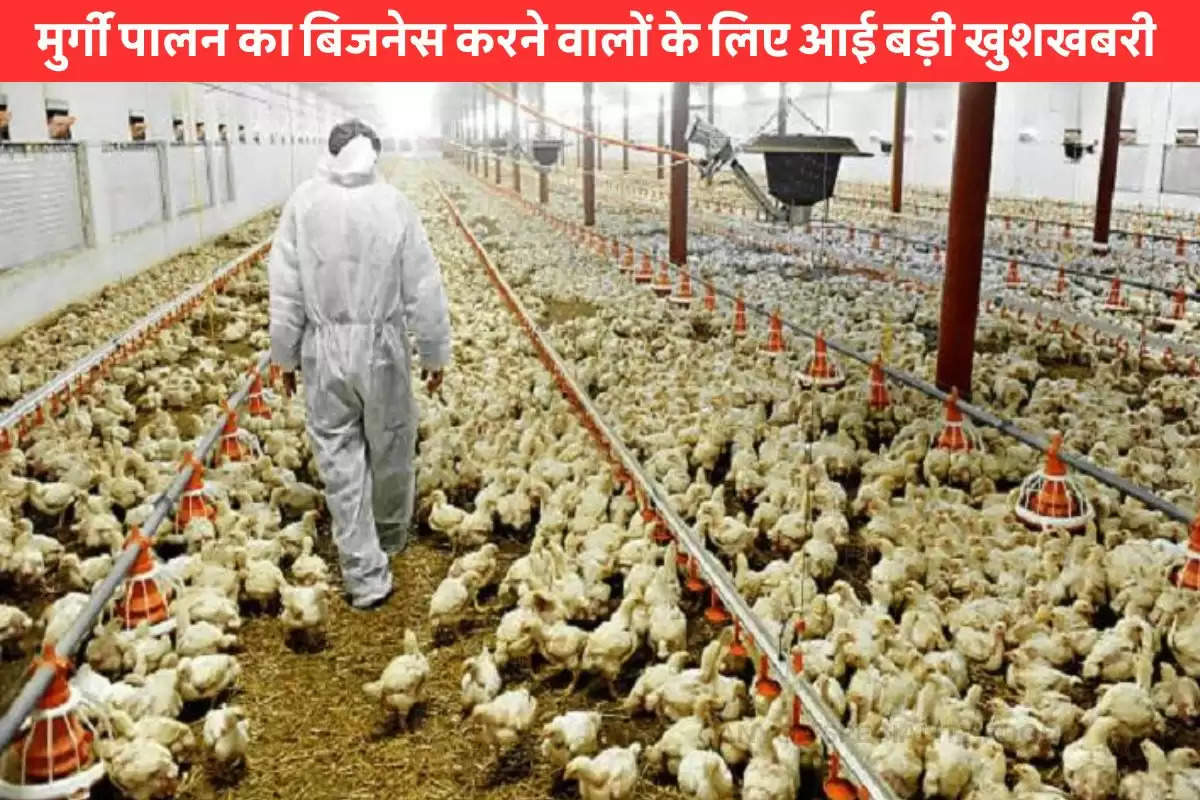 starting-poultry-farming-now-government-will-help