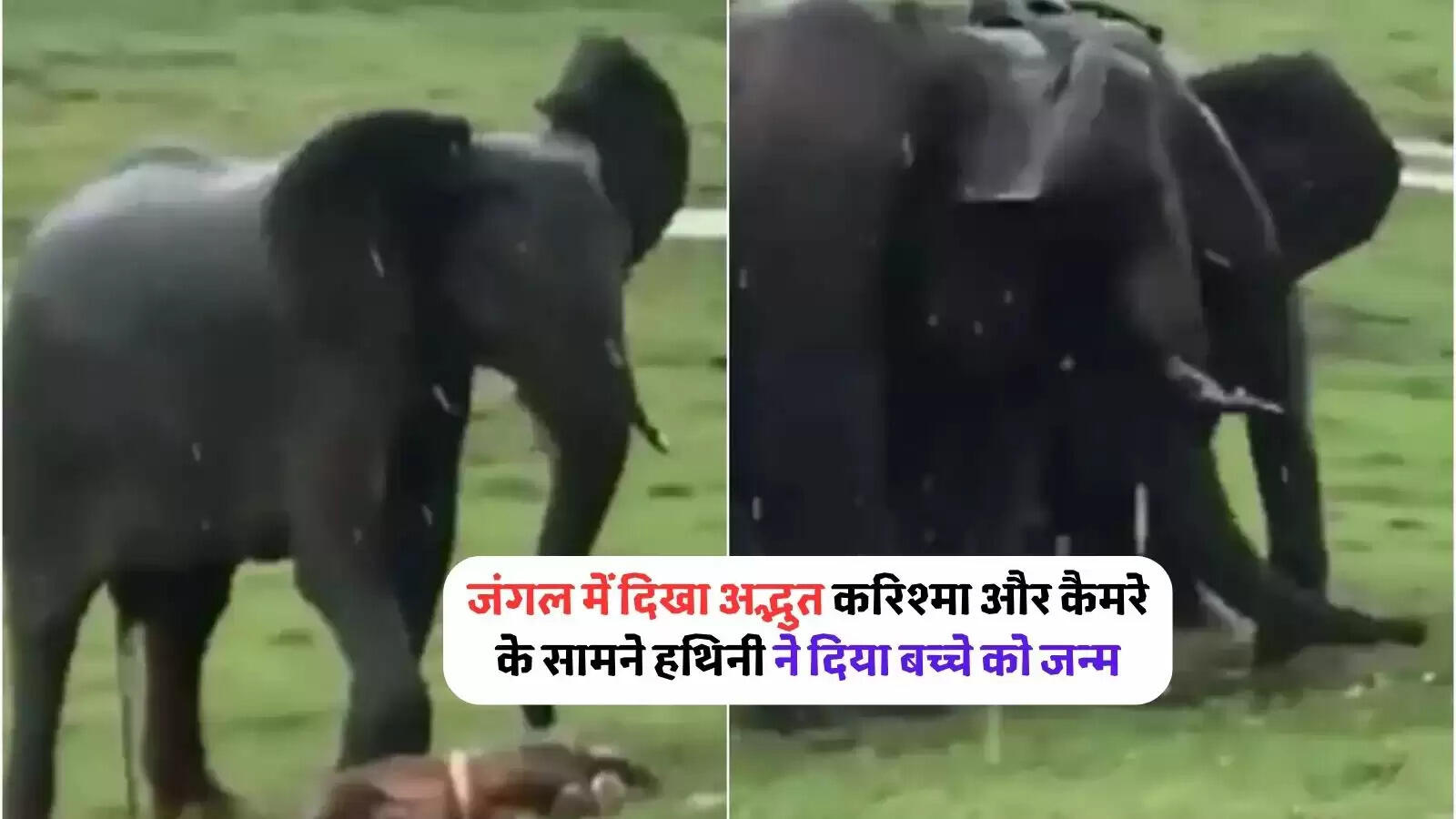 mother-elephant-was-giving