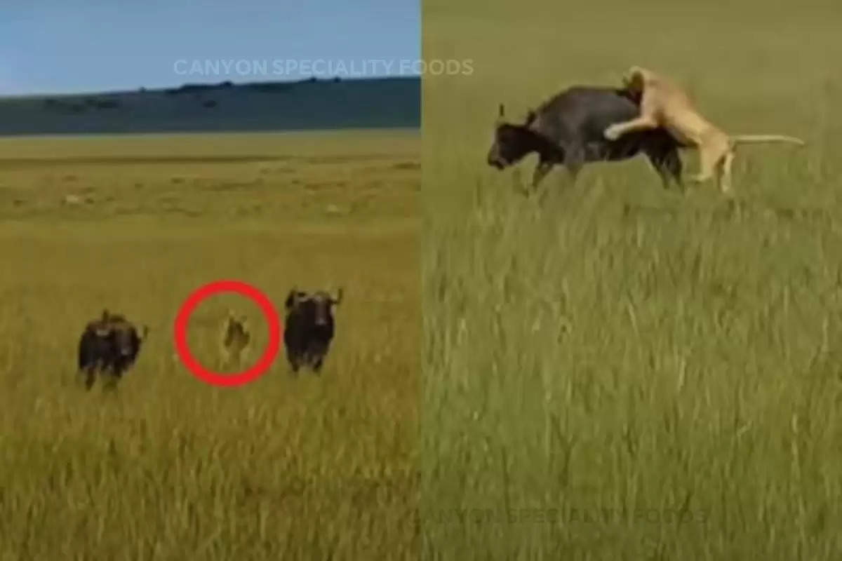 Lion attack on buffalo