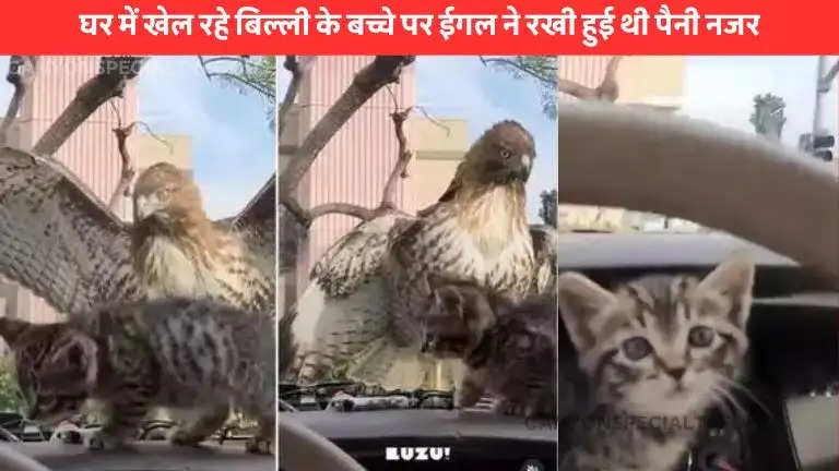 eagle kitten viral video