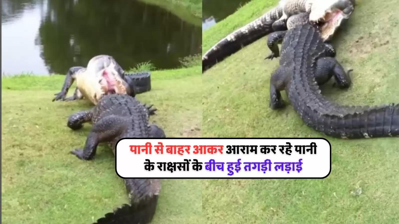 Crocodile versus crocodile