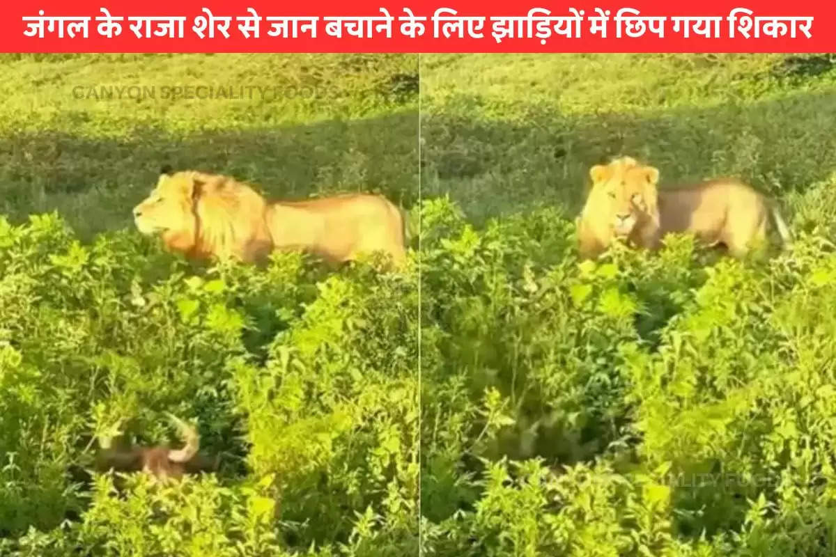 lion hunting viral video