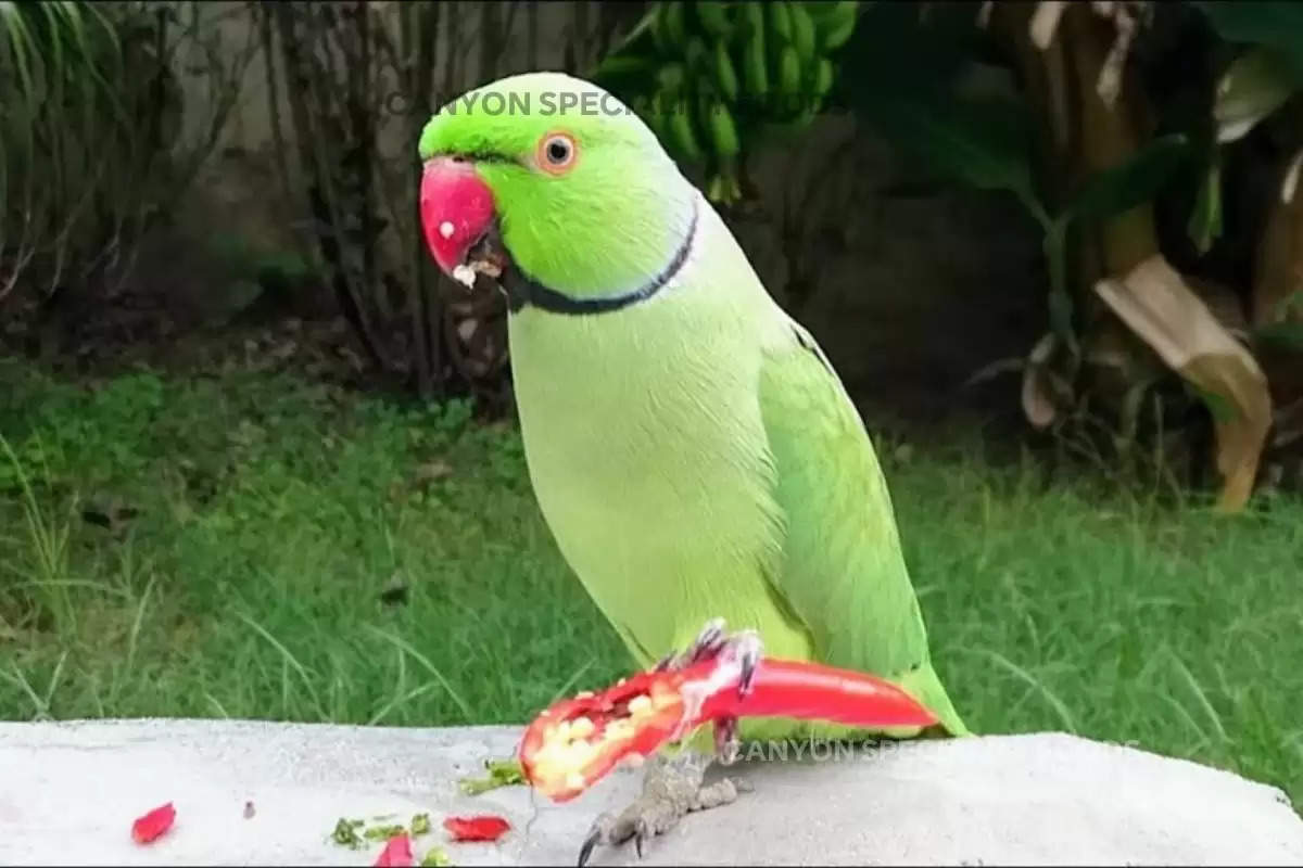 why-do-parrot-likes-chili-