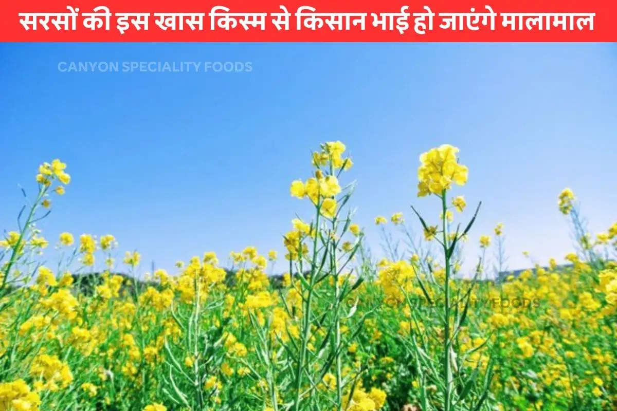 mustard farming in west bengal